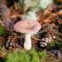 Russula breza: kako kuhati, fotografija i opis